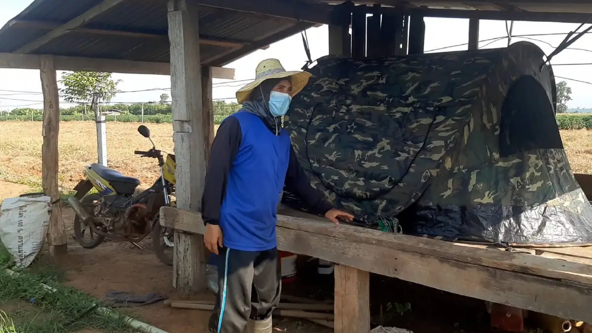 เคราะห์ซ้ำ!โจรตะเวนขโมยขุดข่าเหลืองสมุนไพรไทยต้านโควิด