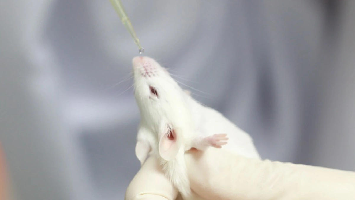 นักวิทย์ฯ ไทยเจ๋ง! พัฒนา “วัคซีนโควิด-19 แบบพ่นจมูก”สู้เชื้อกลายพันธุ์