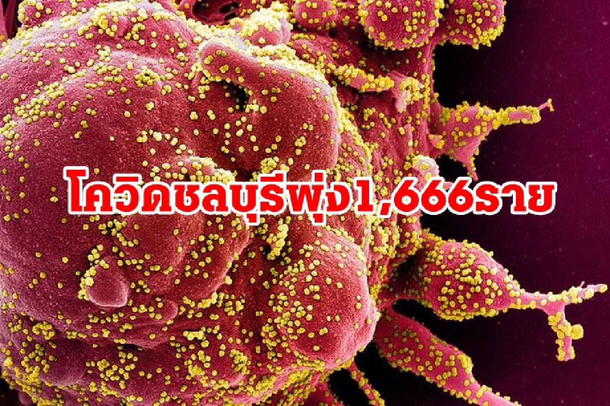 ยอดพุ่งพรวด!! "โควิดชลบุรี" พบติดเชื้อรายใหม่ 1,666 ตายอีก 11 ราย ยอดพุ่งพรวด!! "โควิดชลบุรี" พบติดเชื้อรายใหม่ 1,666 ตายอีก 11 ราย
