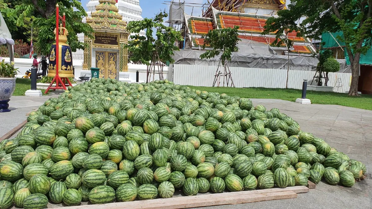 วัดระฆังฯช่วยเกษตรกรเจอพิษโควิดเหมาแตงโม10ตันแจกชาวบ้าน