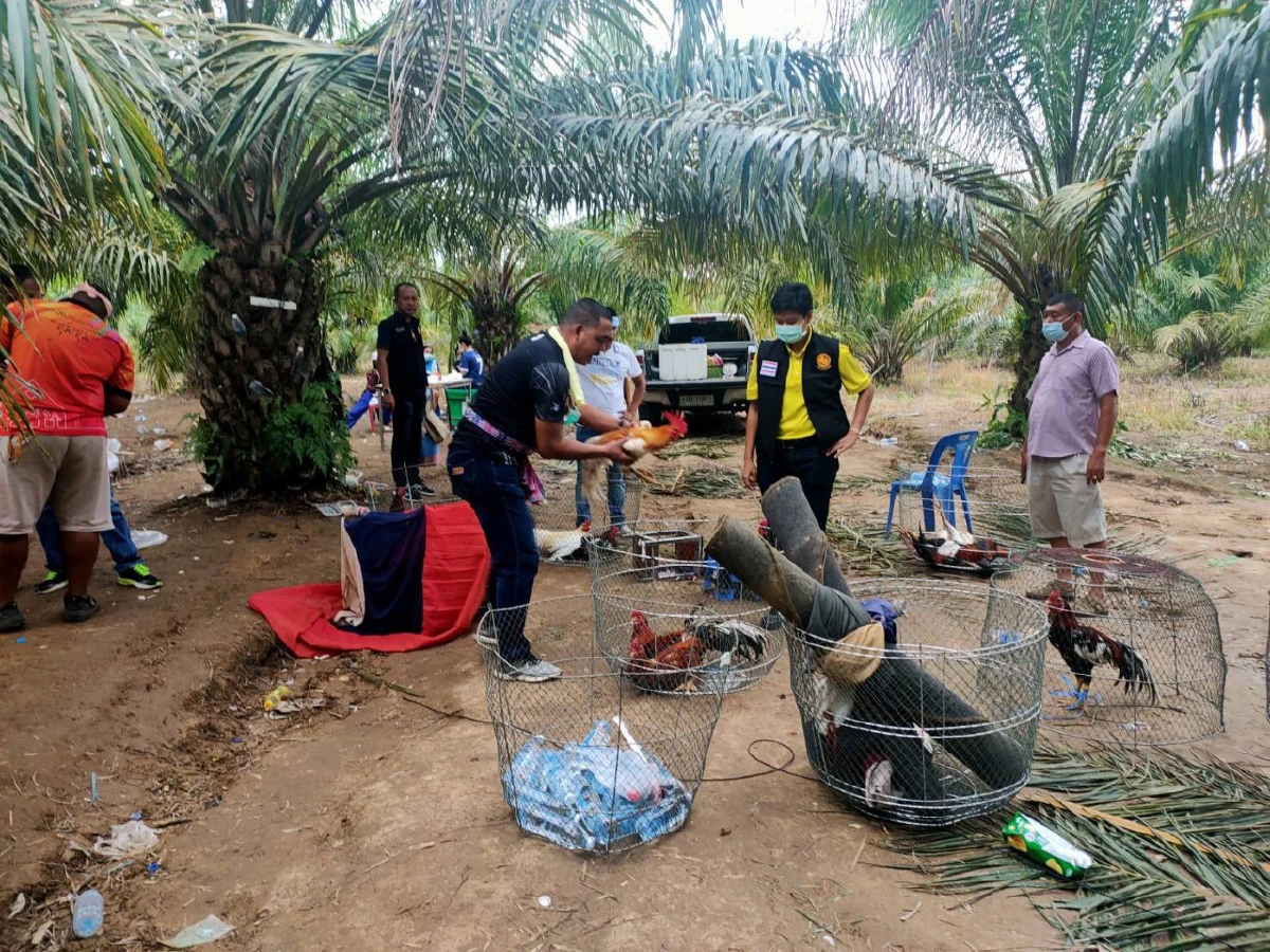 จับกลางสวนปาล์ม 12 นักพนันไก่ชนเชียร์กันสนั่นไม่กลัวโควิด