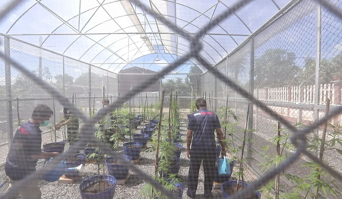 เปิดแปลงปลูกกัญชาแห่งแรกของปทุมธานีเตรียมผลิตเพื่อการแพทย์