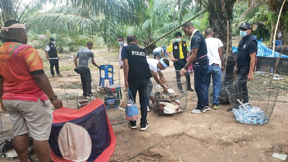 จับกลางสวนปาล์ม 12 นักพนันไก่ชนเชียร์กันสนั่นไม่กลัวโควิด