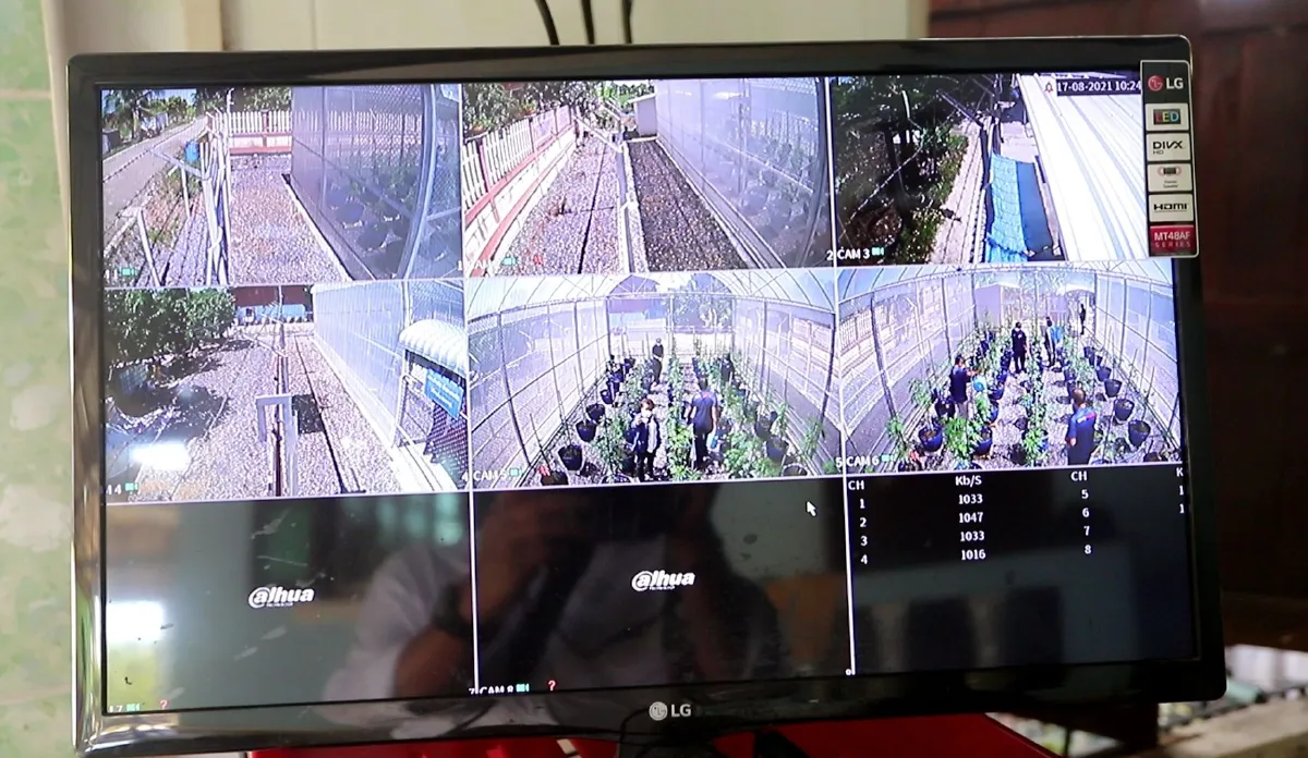 เปิดแปลงปลูกกัญชาแห่งแรกของปทุมธานีเตรียมผลิตเพื่อการแพทย์