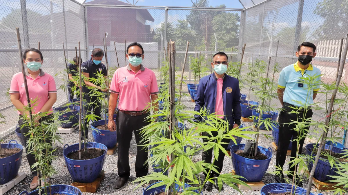 เปิดแปลงปลูกกัญชาแห่งแรกของปทุมธานีเตรียมผลิตเพื่อการแพทย์