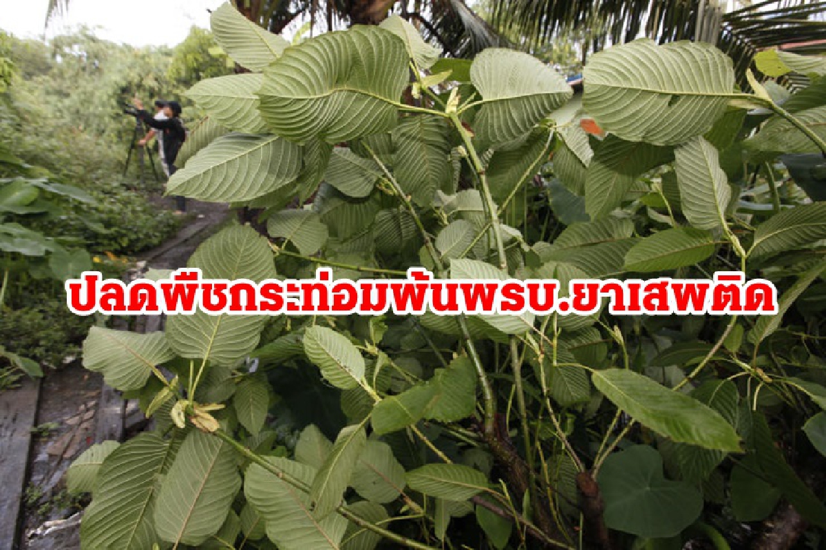 ปลดพืชกระท่อมพ้นยาเสพติดฯ 24 ส.ค.นี้ "ปลูก-กิน-ซื้อ-ขาย"ได้ ปลดพืชกระท่อมพ้นยาเสพติดฯ 24 ส.ค.นี้ "ปลูก-กิน-ซื้อ-ขาย"ได้