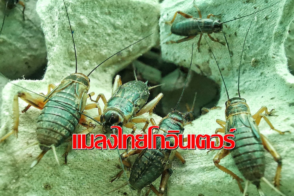 ไทยส่งออกแมลงอันดับ17ของโลก5เดือนโกย85,346เหรียญสหรัฐฯ ไทยส่งออกแมลงอันดับ17ของโลก5เดือนโกย85,346เหรียญสหรัฐฯ