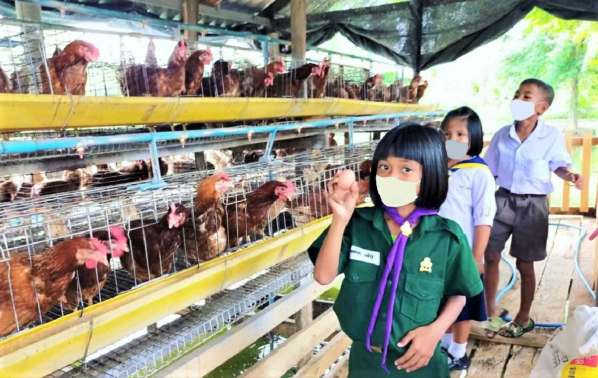 โครงการเลี้ยงไก่ไข่ รร. บ้านคลองเรือ กำแพงเพชร สร้างประสบการณ์ชีวิต หนุนนักเรียนพึ่งพาตนเองในอนาคต โครงการเลี้ยงไก่ไข่ รร. บ้านคลองเรือ กำแพงเพชร สร้างประสบการณ์ชีวิต หนุนนักเรียนพึ่งพาตนเองในอนาคต