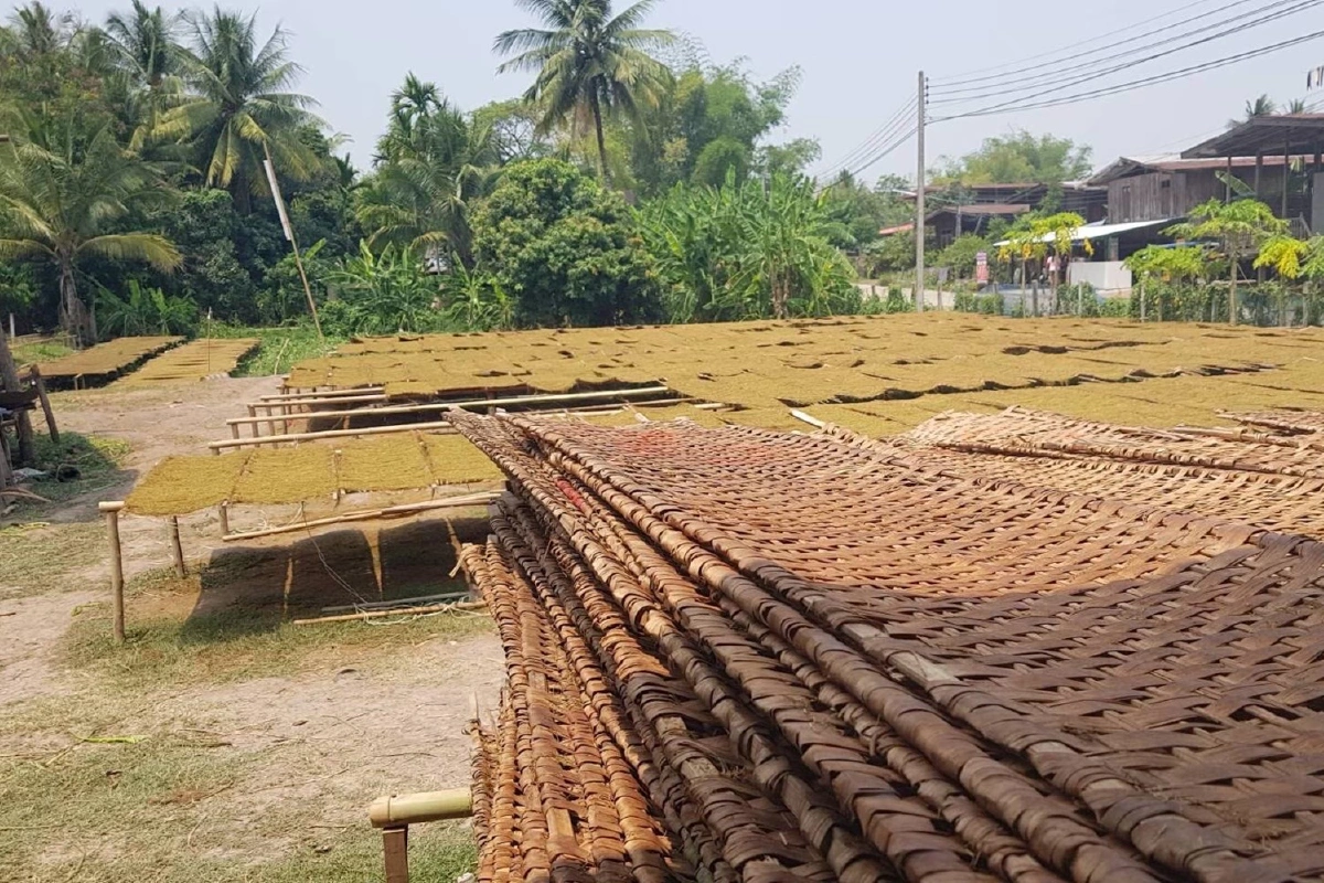 ชาวไร่ยาสูบสุดทน! ทวงสัญญา"สันติ"เร่งจ่ายเงินชดเชย 159 ล้าน