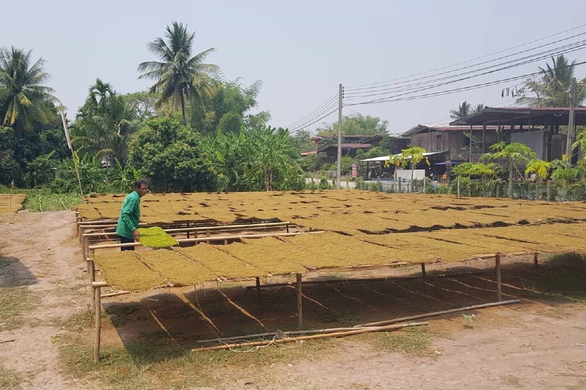 ชาวไร่ยาสูบสุดทน! ทวงสัญญา"สันติ"เร่งจ่ายเงินชดเชย 159 ล้าน