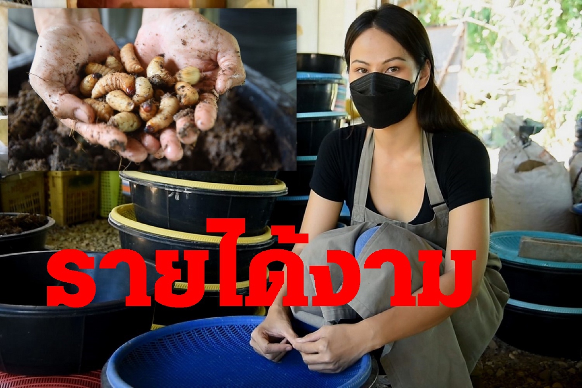 พิษโควิดทำสาวห้างตกงาน เพาะเลี้ยงด้วงมะพร้าว รายได้งาม พิษโควิดทำสาวห้างตกงาน เพาะเลี้ยงด้วงมะพร้าว รายได้งาม