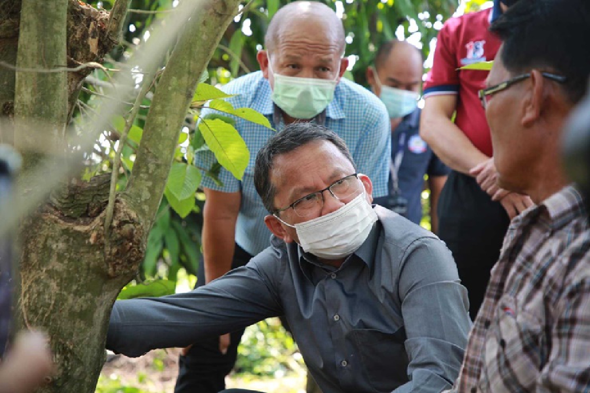 ยธ.แจงพืชกระท่อม ทำอาหาร-น้ำสมุนไพรขายยังผิดกม.