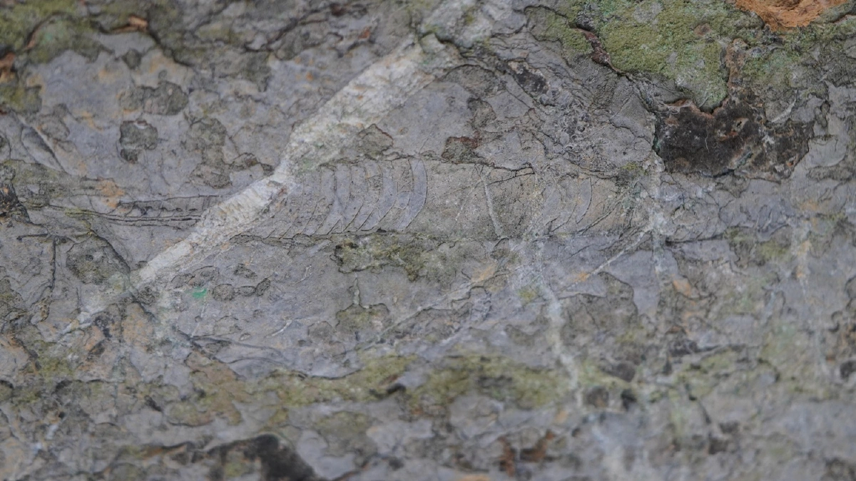 ท่องโลกบรรพกาล ผ่านอุทยานธรณี