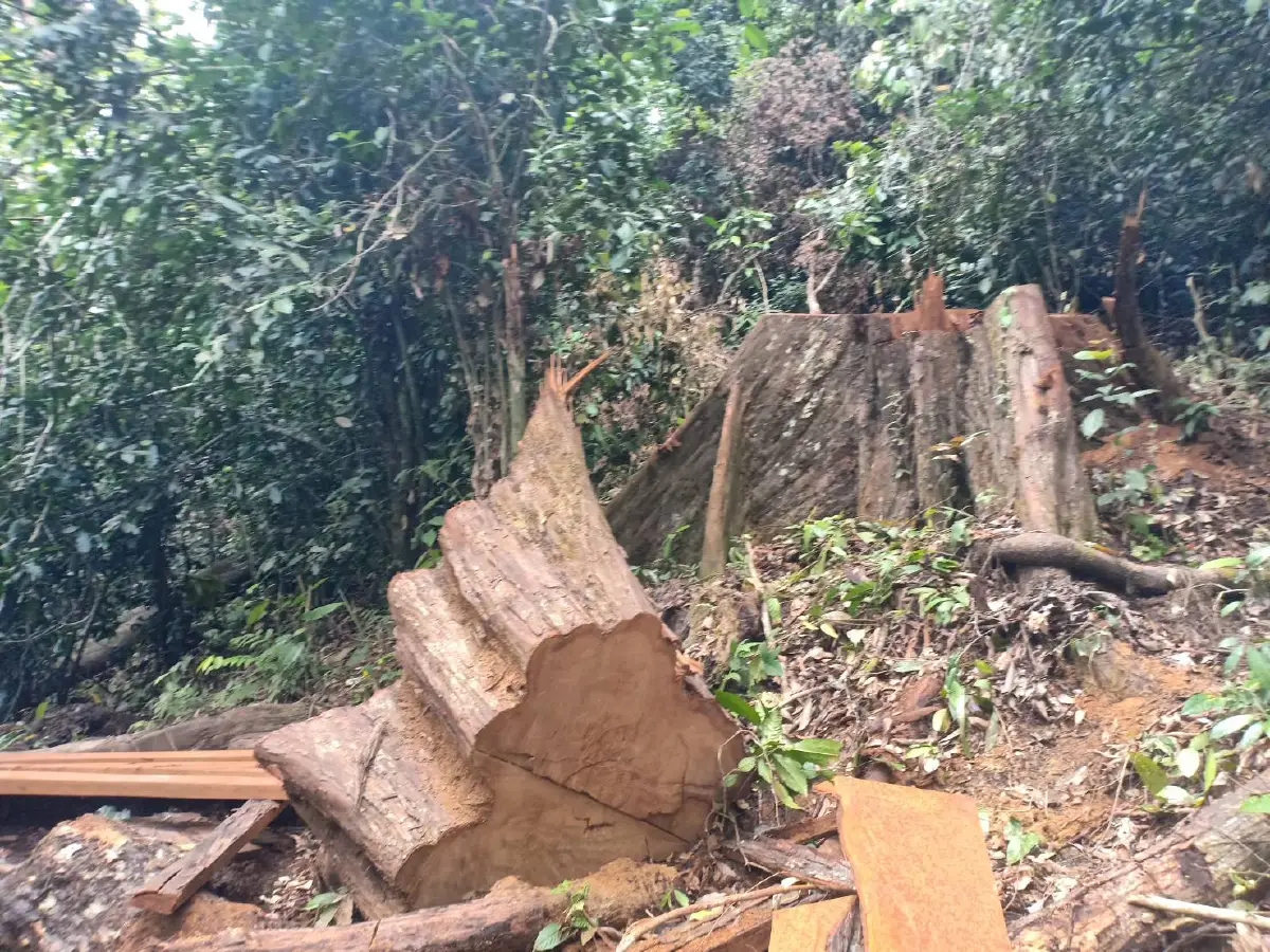ลอบตัดต้นตะเคียน100ปีไม้หวงห้ามบนเขาต้นน้ำสายบุรีเหี้ยน