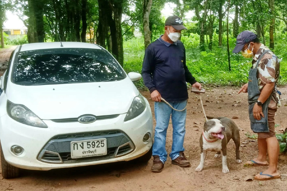 ช่วยน้องหมาพิทบูลตกท่อน้ำคืนเจ้าของ