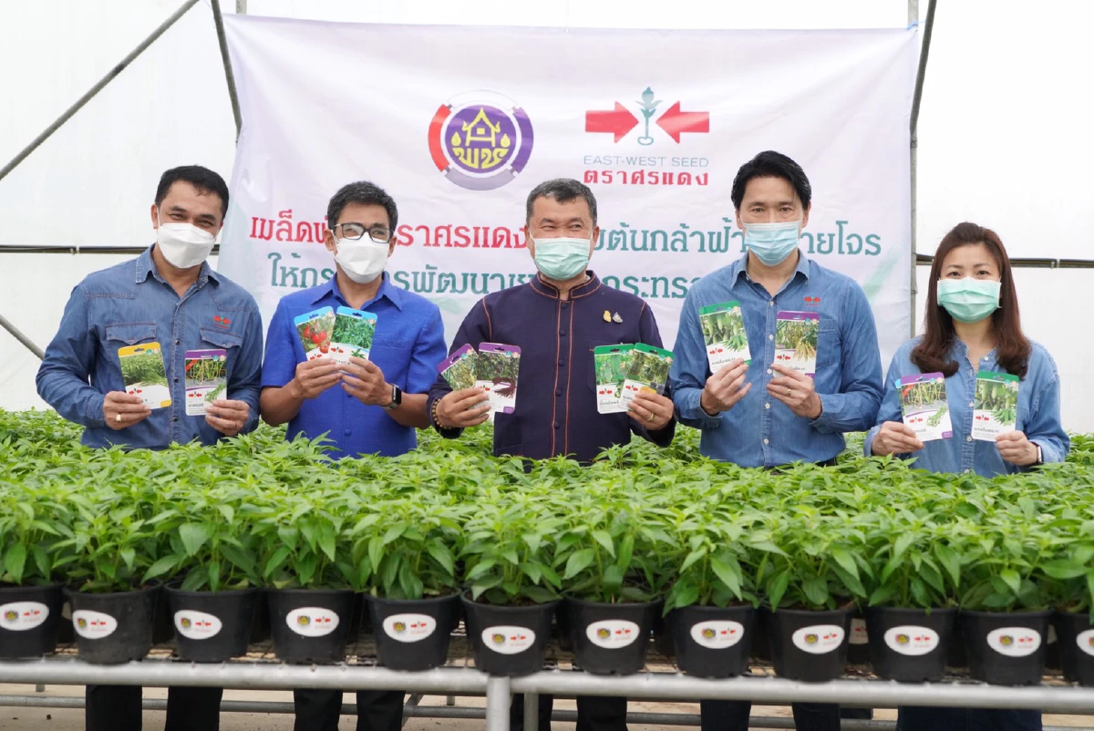 พช.แจกต้นกล้าฟ้าทะลายโจรคนไทยทั่วประเทศสู้โควิด