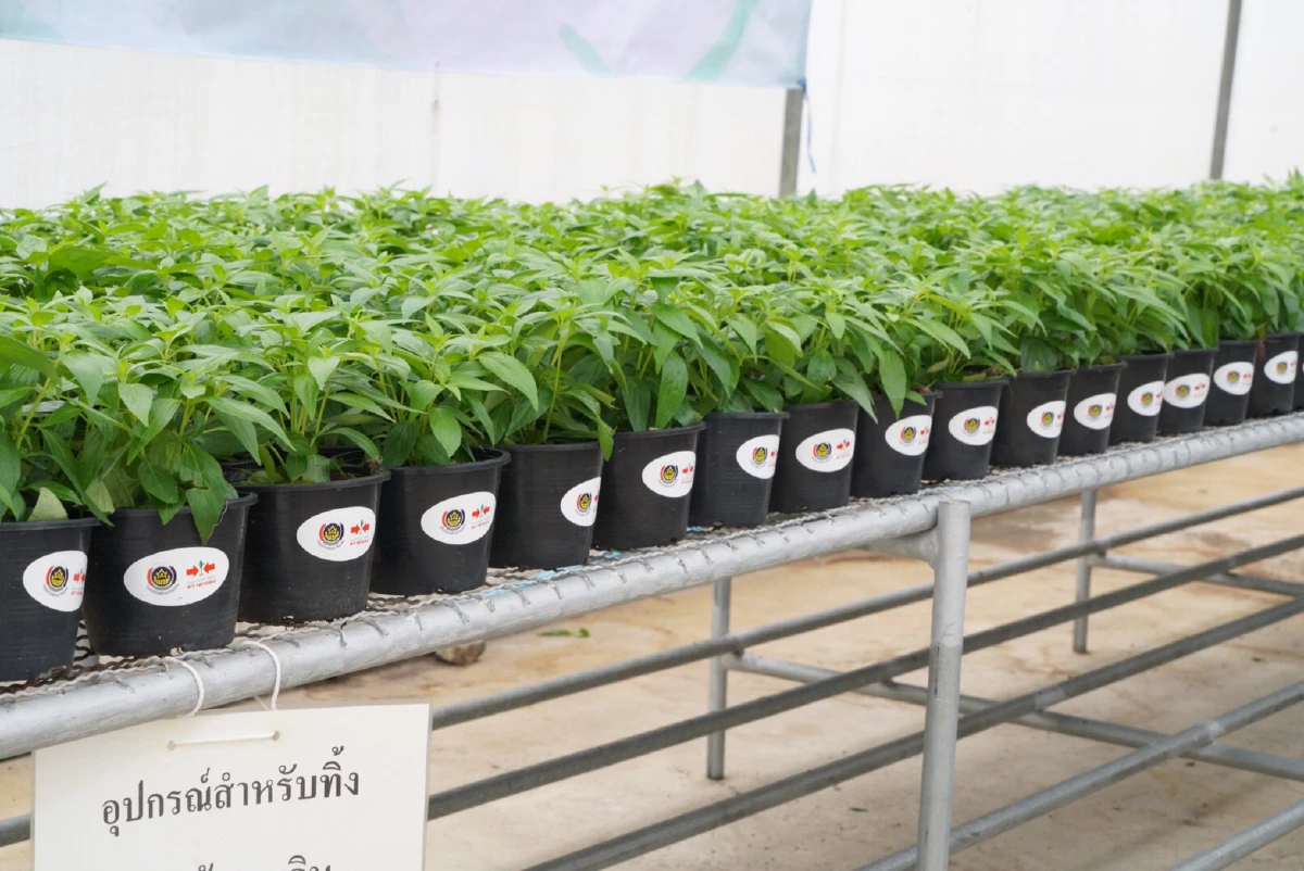 พช.แจกต้นกล้าฟ้าทะลายโจรคนไทยทั่วประเทศสู้โควิด