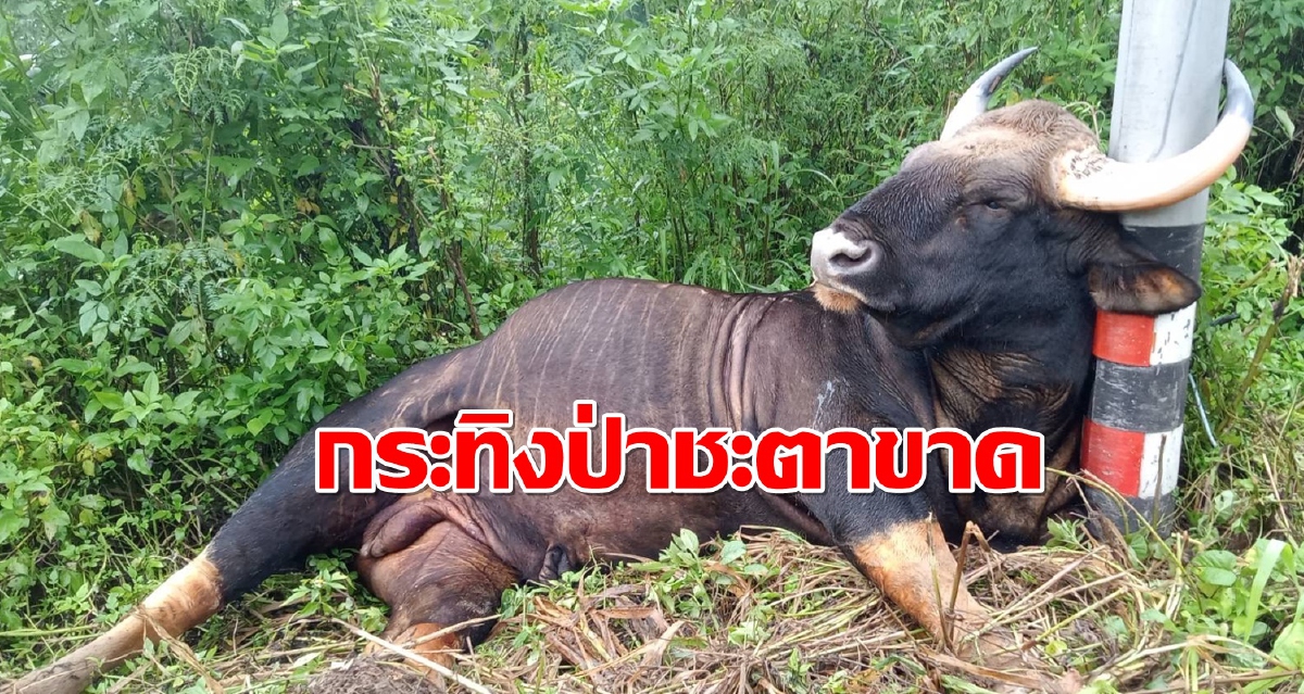 สลด!กระทิงป่าอุทยานแห่งชาติเขาใหญ่ถูกไฟฟ้าดูดดับคาเสา สลด!กระทิงป่าอุทยานแห่งชาติเขาใหญ่ถูกไฟฟ้าดูดดับคาเสา