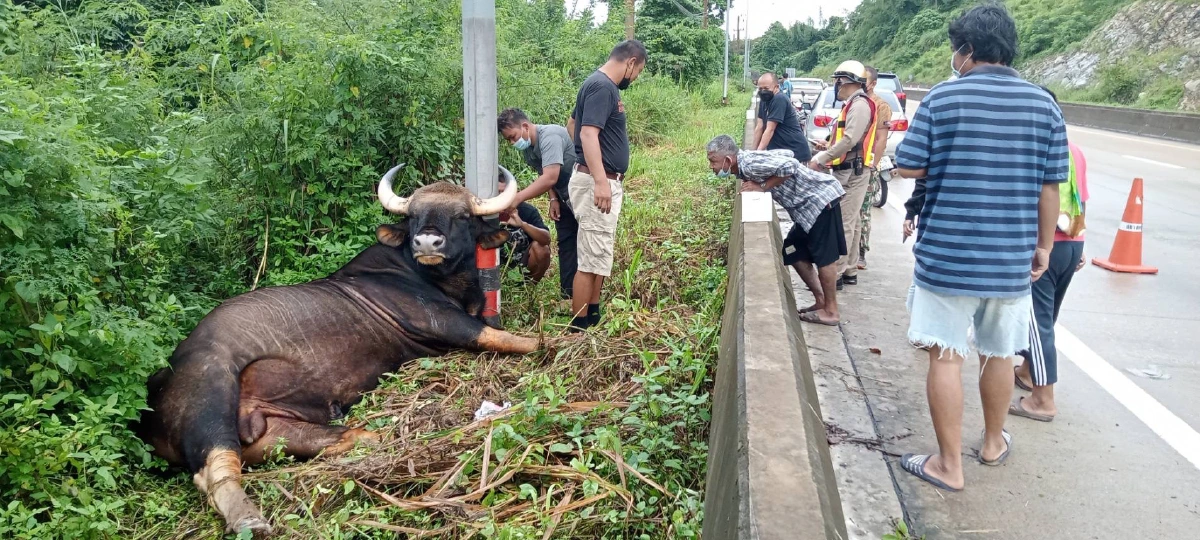 สลด!กระทิงป่าอุทยานแห่งชาติเขาใหญ่ถูกไฟฟ้าดูดดับคาเสา