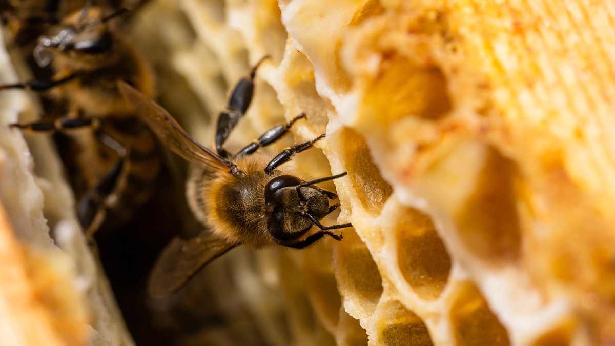 งานวิจัยเผย 'โพรพอลิส' จากรังผึ้งมีฤทธิ์ต้านไวรัสโควิด 19 ไม่ให้เข้าสู่เซลล์ร่างกาย
