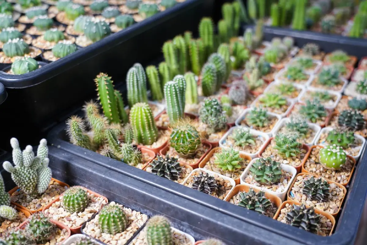 อัพเดทเทรนด์ไม้ด่าง กระแสฮอตช่วยเติมความสวยให้บ้าน