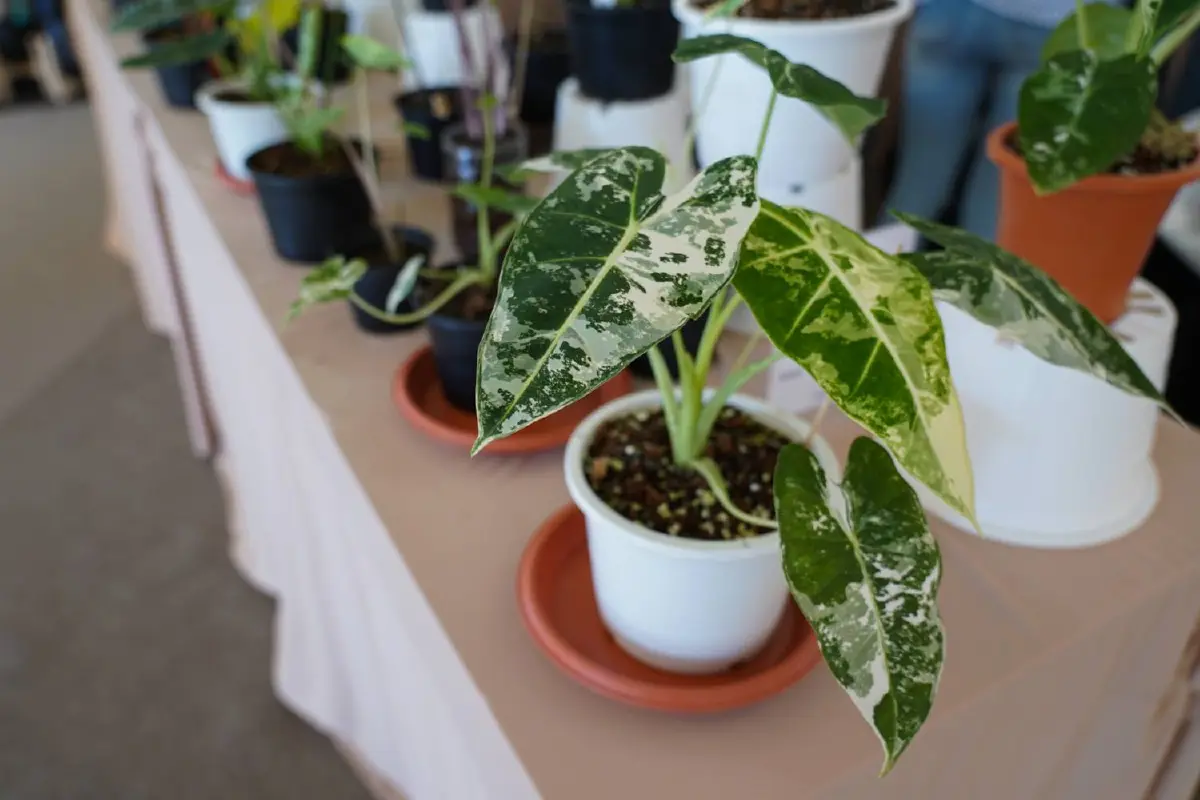 อัพเดทเทรนด์ไม้ด่าง กระแสฮอตช่วยเติมความสวยให้บ้าน