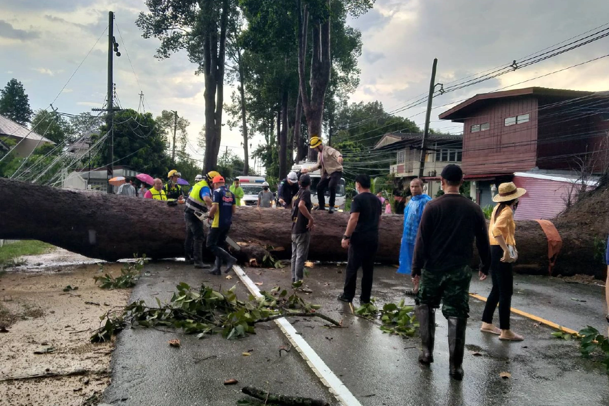 เชียงใหม่เร่งสางปมยางนายักษ์ล้มทับบ้าน  
