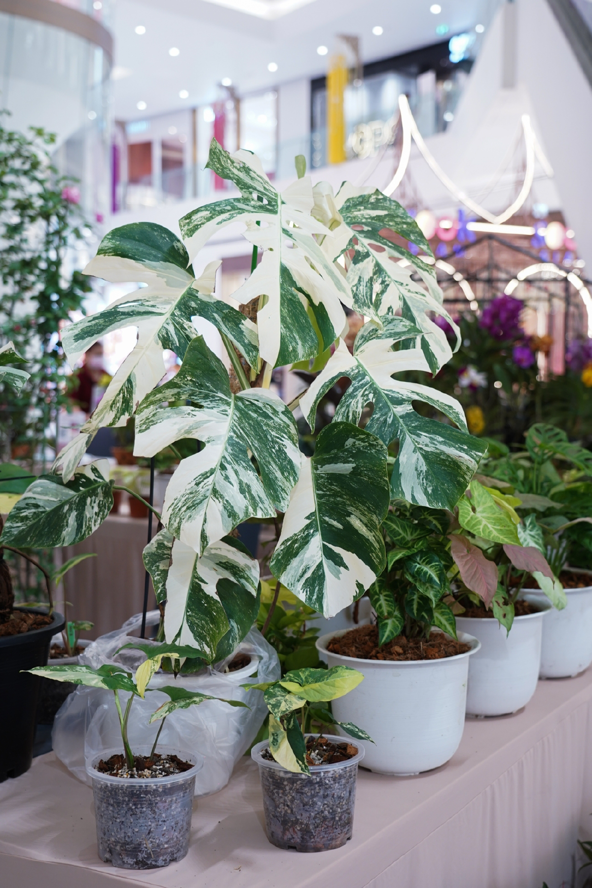 อัพเดทเทรนด์ไม้ด่าง กระแสฮอตช่วยเติมความสวยให้บ้าน