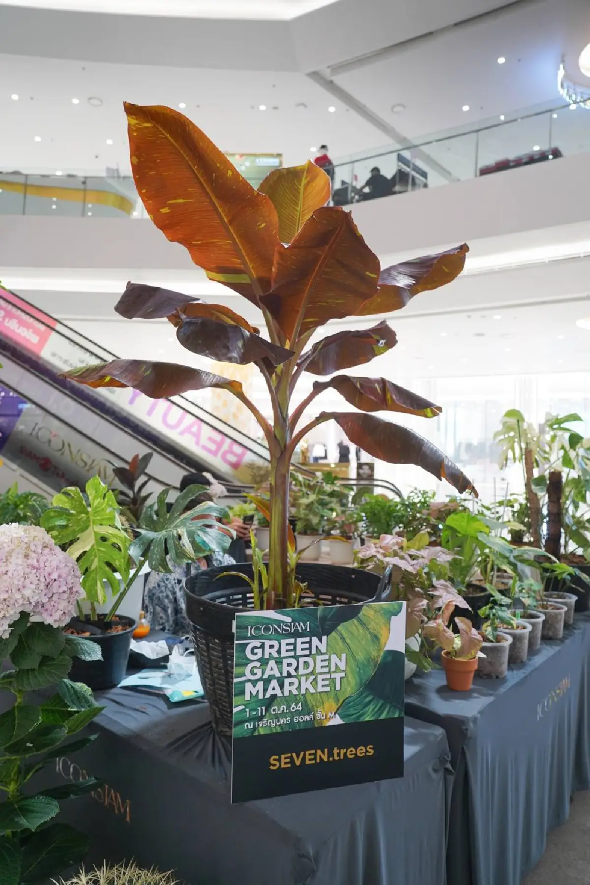 อัพเดทเทรนด์ไม้ด่าง กระแสฮอตช่วยเติมความสวยให้บ้าน