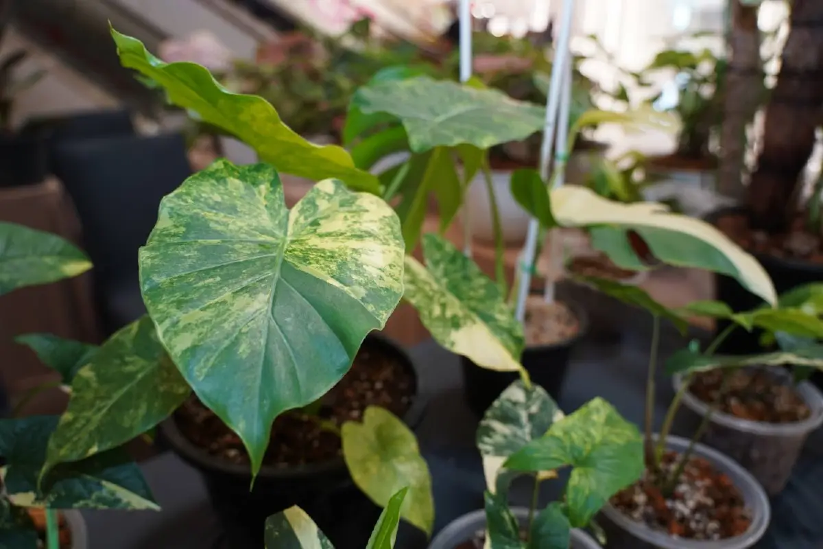 อัพเดทเทรนด์ไม้ด่าง กระแสฮอตช่วยเติมความสวยให้บ้าน