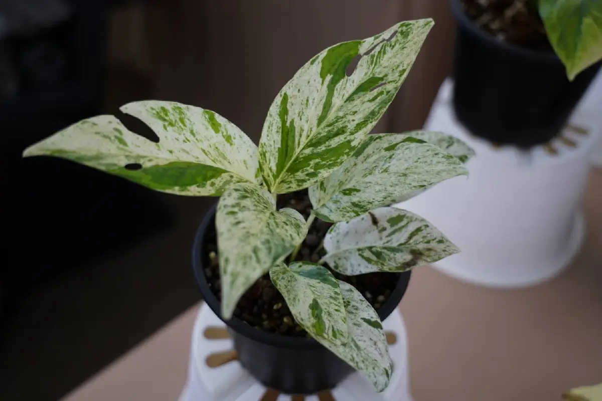 อัพเดทเทรนด์ไม้ด่าง กระแสฮอตช่วยเติมความสวยให้บ้าน