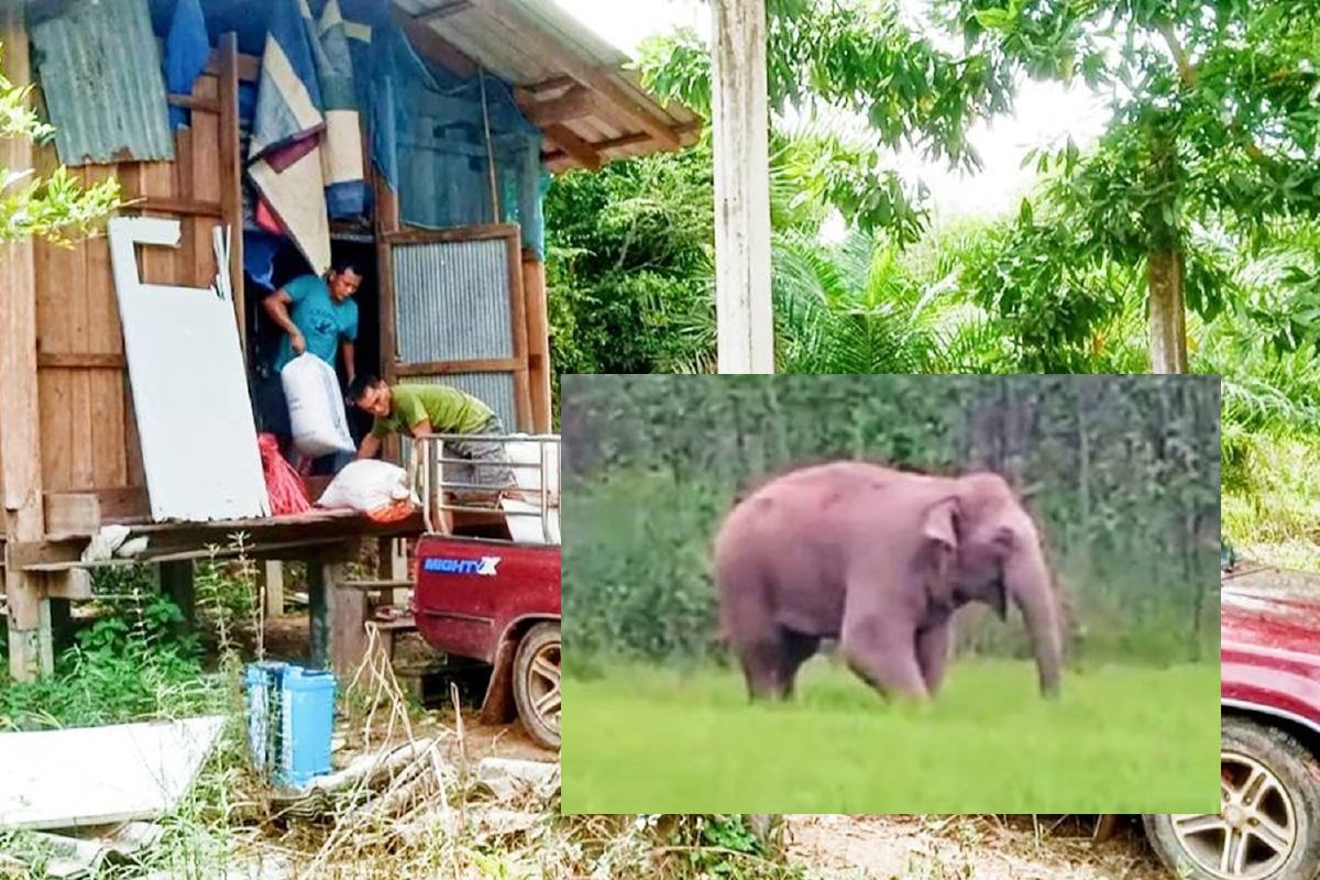 ชาวบ้านขนข้าวเปลือกหนีโขลงช้างป่าบุกกินเสียหาย ชาวบ้านขนข้าวเปลือกหนีโขลงช้างป่าบุกกินเสียหาย