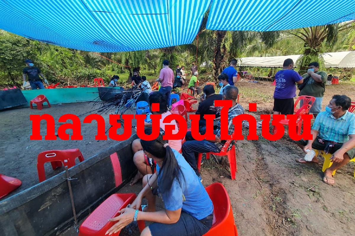 ตำรวจทลายบ่อนไก่กลางสวนปาล์มไลฟ์สดรับแทงพนัน ตำรวจทลายบ่อนไก่กลางสวนปาล์มไลฟ์สดรับแทงพนัน