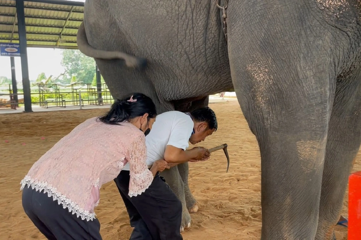 หมู่บ้านช้างสุรินทร์เปิดท่องเที่ยวใช้มาตรการคุมโควิดเข้ม