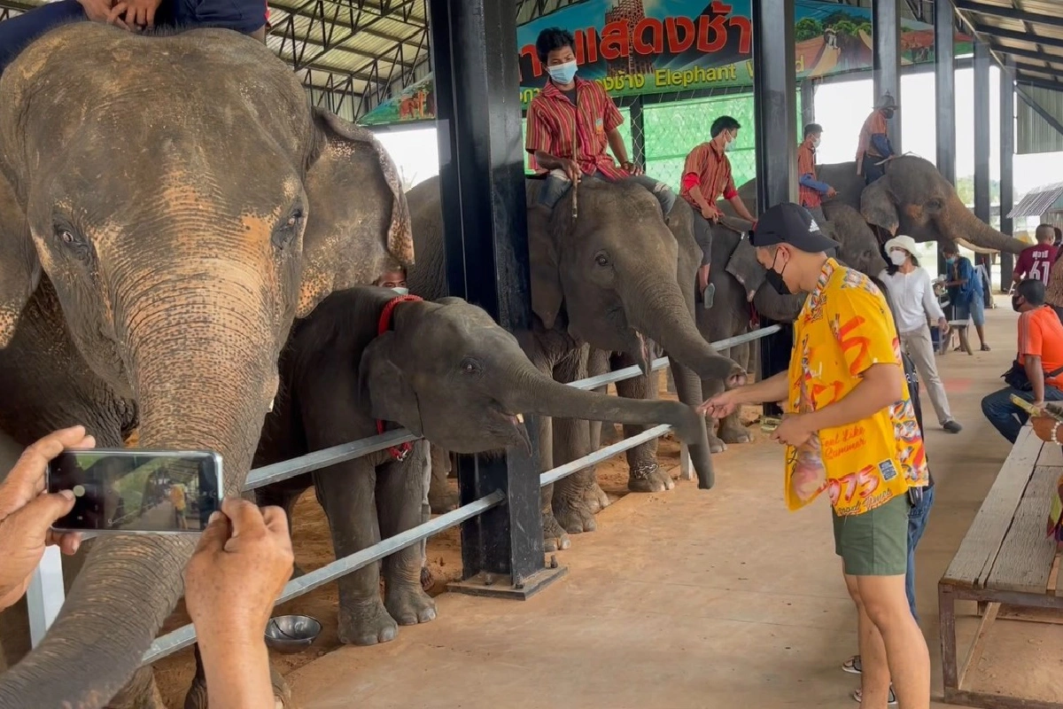 หมู่บ้านช้างสุรินทร์เปิดท่องเที่ยวใช้มาตรการคุมโควิดเข้ม