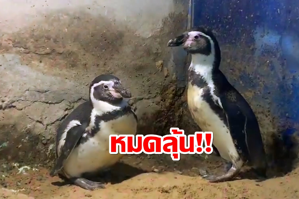 หมดลุ้น!แม่เพนกวินสาวสวนสัตว์สงขลาออกไข่ไม่ติดลูก หมดลุ้น!แม่เพนกวินสาวสวนสัตว์สงขลาออกไข่ไม่ติดลูก