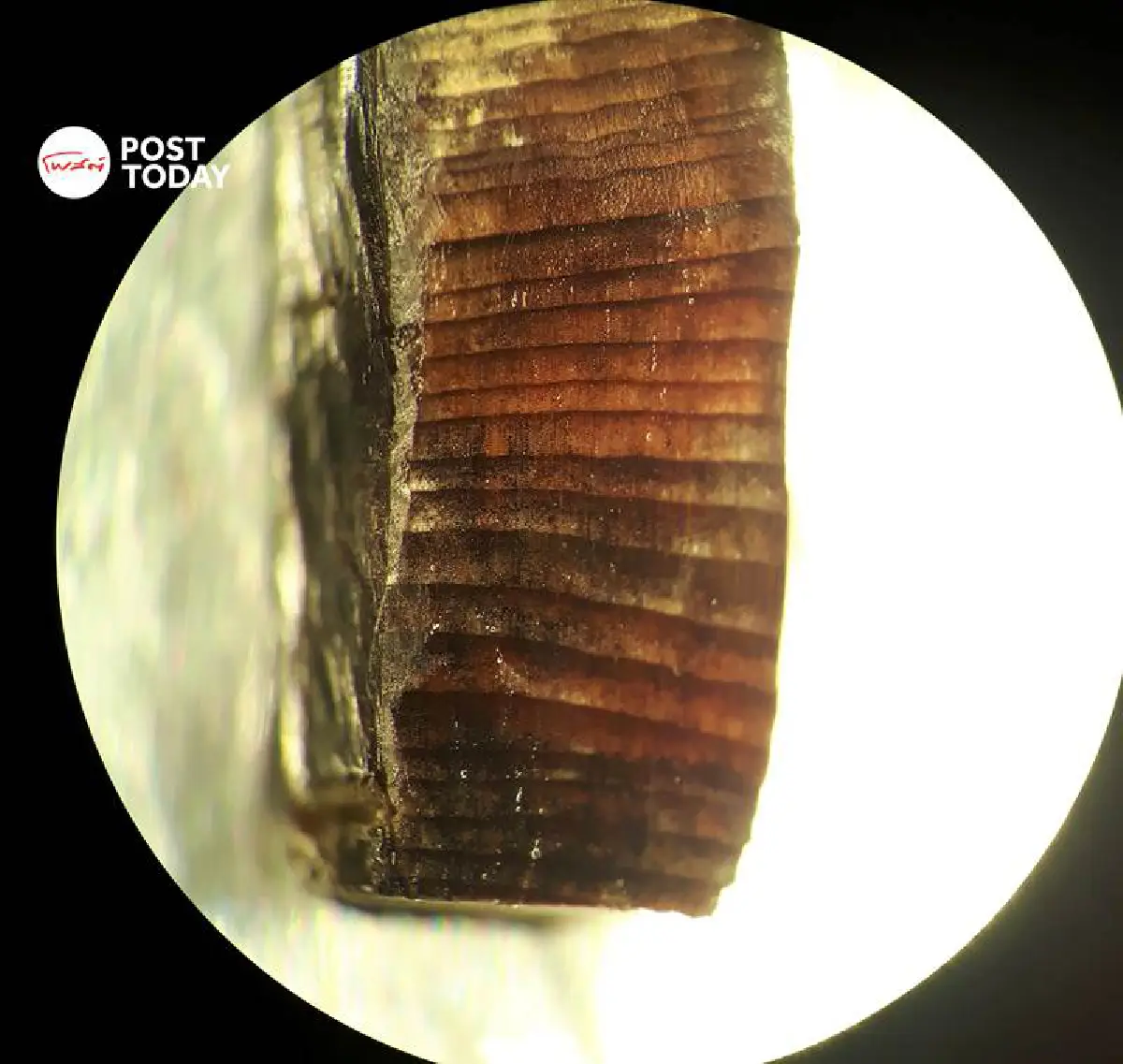 หลักฐานยืนยันชาวไวกิ้งเหยียบทวีปอเมริกาก่อนโคลัมบัส