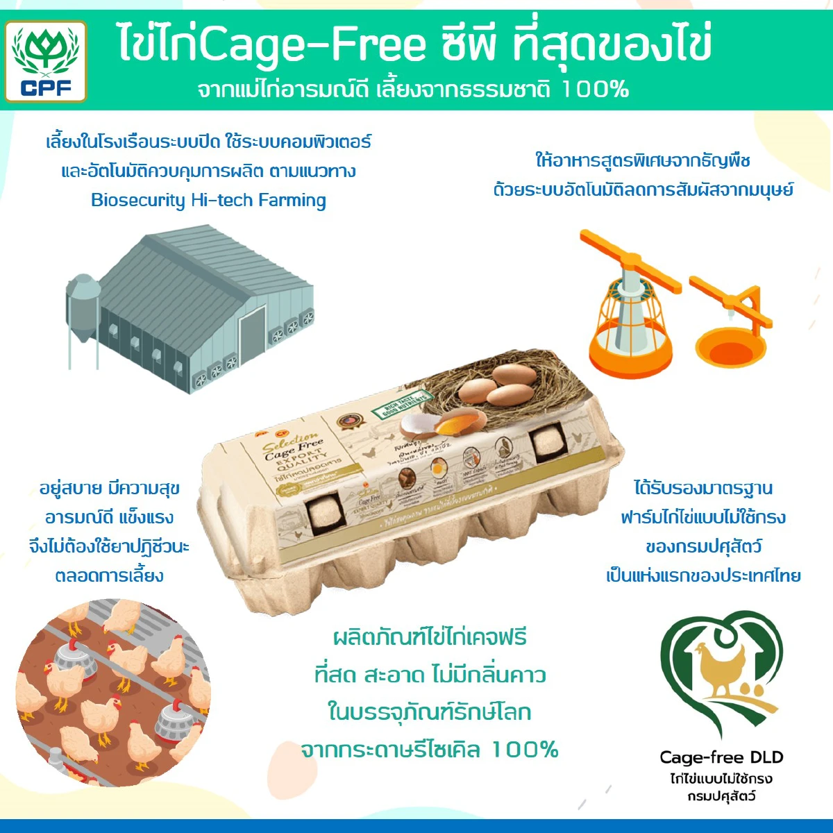 ซีพีเอฟ  เพิ่มการผลิตไข่ไก่ Cage Free ตอบโจทย์ผู้บริโภคใส่ใจสุขภาพและ เป็นมิตรต่อสิ่งแวดล้อม  