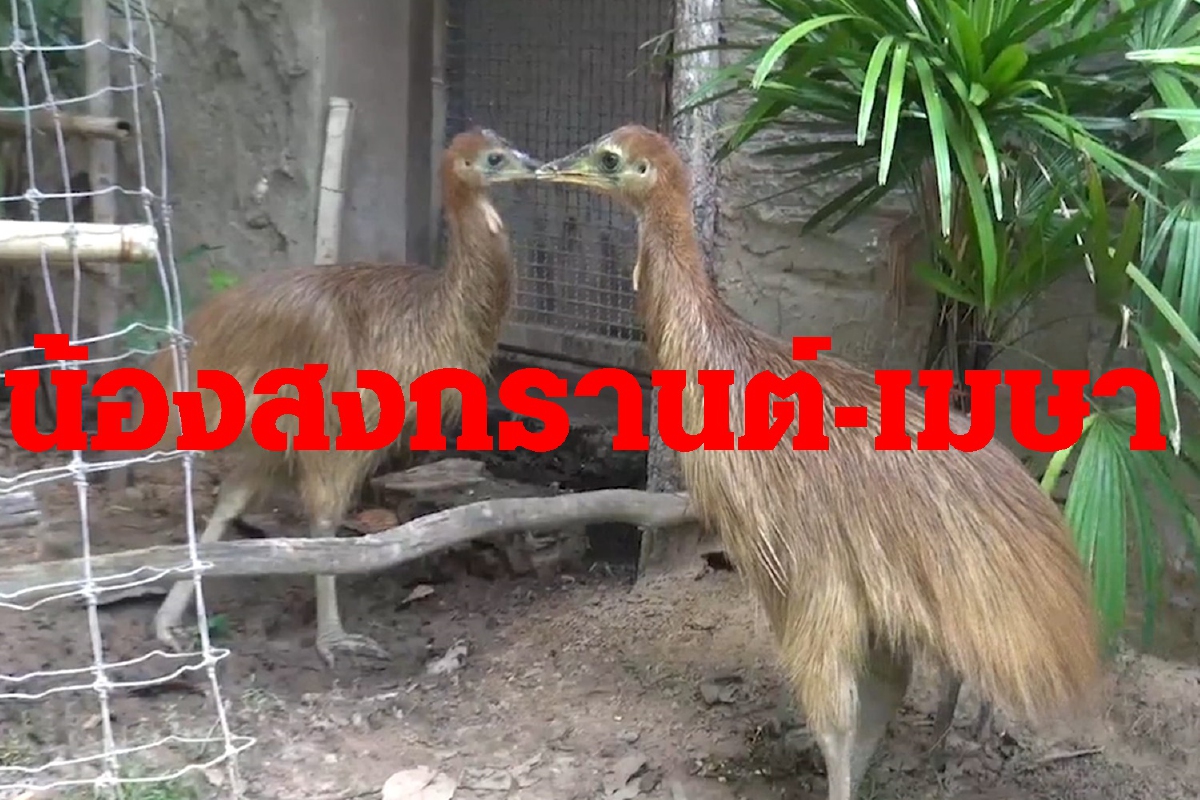 'ลูกนกคาสโซวารี'ผลงานสัตวแพทย์สวนสัตว์ขอนแก่น 'ลูกนกคาสโซวารี'ผลงานสัตวแพทย์สวนสัตว์ขอนแก่น
