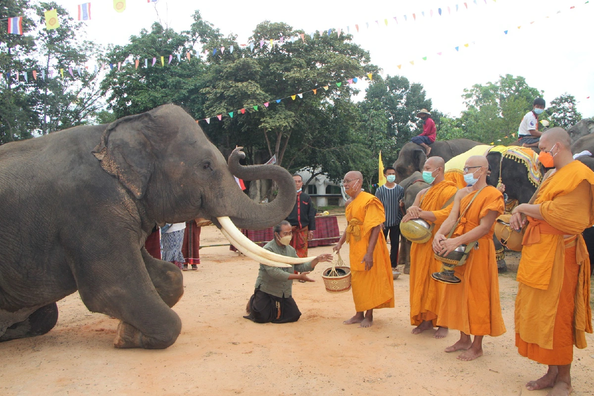 ช้างแสนรู้ร่วมทำบุญตักบาตรเทโวโรหณะวัดป่าดังออกพรรษา