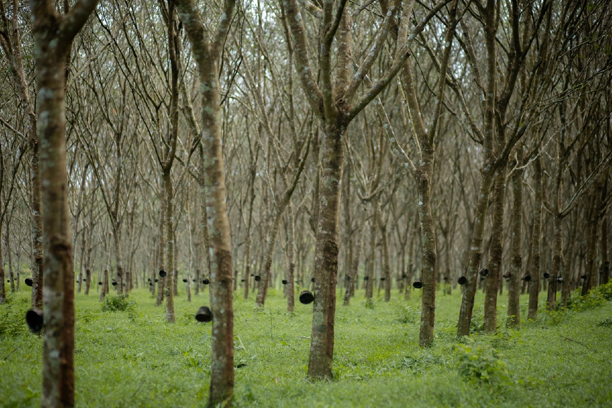 รมว.เกษตรลุยCOP26 สร้างต้นลดคาร์บอนสวนยางในไทย