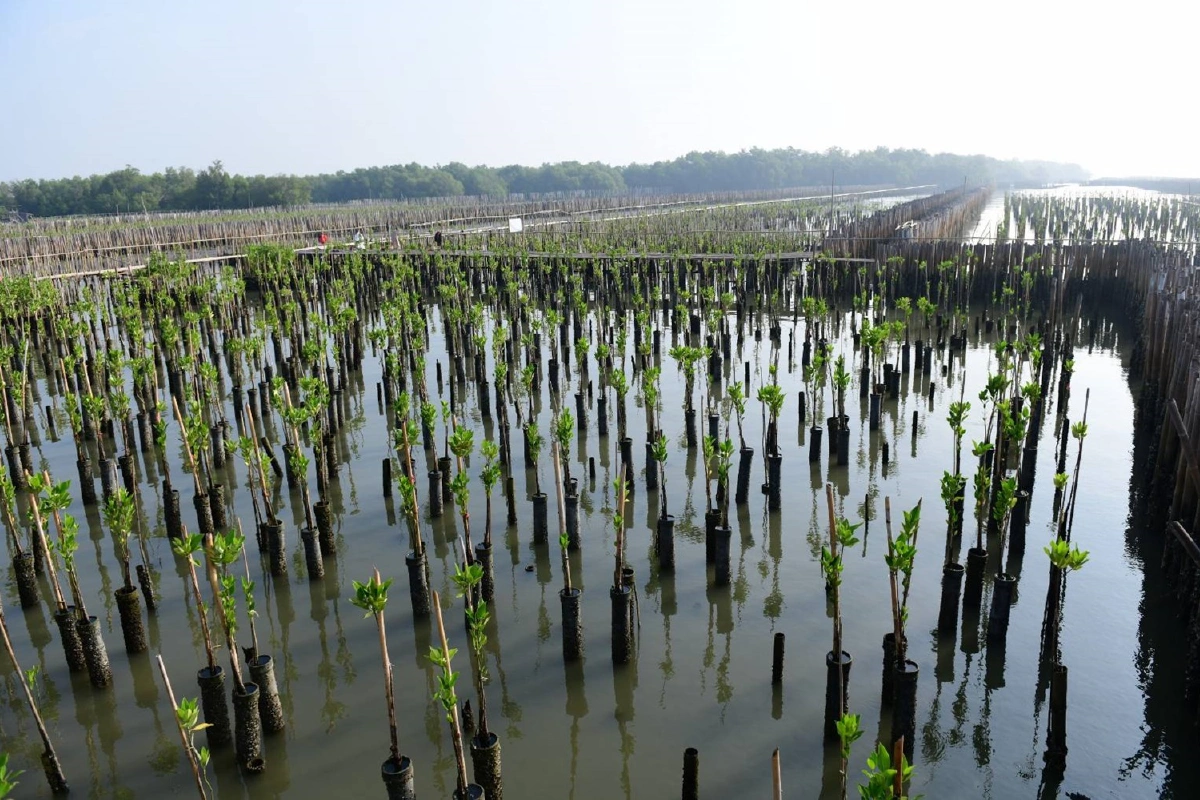 กทม.ปลูกไม้โกงกางเพิ่มพื้นที่ป่าชายเลนทะเลบางขุนเทียน
