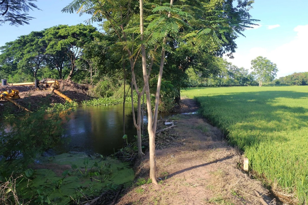 พิษณุโลกเร่งสูบน้ำท่วมนาข้าวหอมมะลิกว่า2หมื่นไร่
