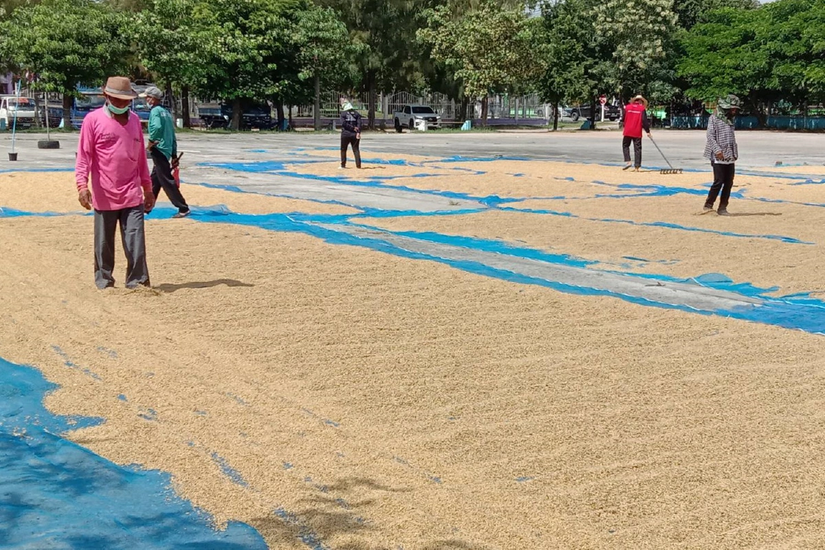 หมดปัญหาข้าวเปลือกถูกขโมย ชาวนาได้ลานตากหน้าที่ว่าการอำเภอ