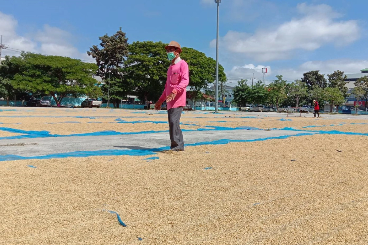 หมดปัญหาข้าวเปลือกถูกขโมย ชาวนาได้ลานตากหน้าที่ว่าการอำเภอ