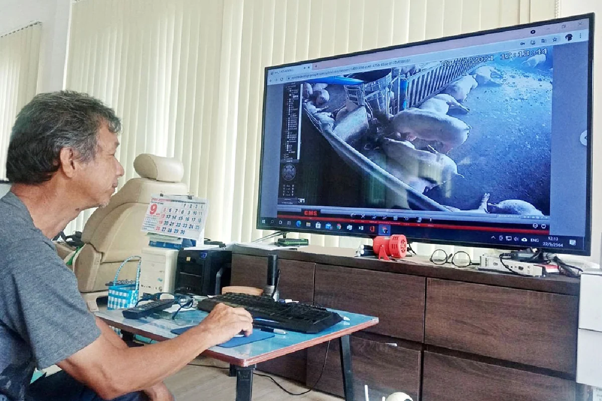 คอนแทรคฟาร์มซีพีเอฟ  ชูเทคโนโลยียกระดับการเลี้ยงหมูสู่สมาร์ทฟาร์ม ผลิตอาหารปลอดภัย