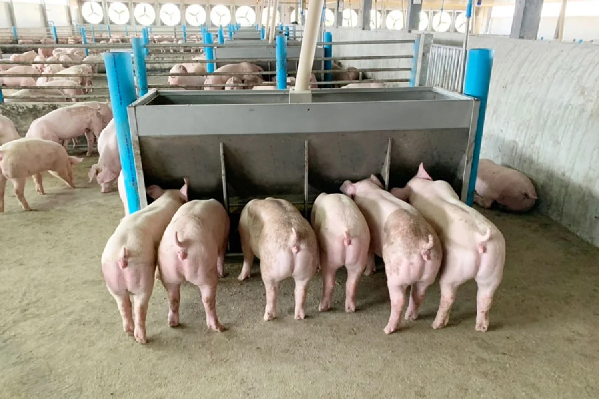 คอนแทรคฟาร์มซีพีเอฟ  ชูเทคโนโลยียกระดับการเลี้ยงหมูสู่สมาร์ทฟาร์ม ผลิตอาหารปลอดภัย