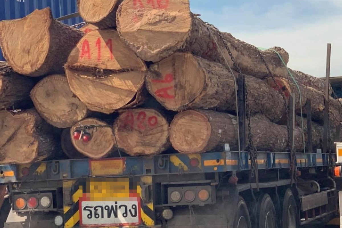 "สุวิทย์"จี้หน่วยงานรัฐเร่งตรวจสอบขนไม้ซุงเต็มถนนหวั่นเป็นไม้เถื่อน