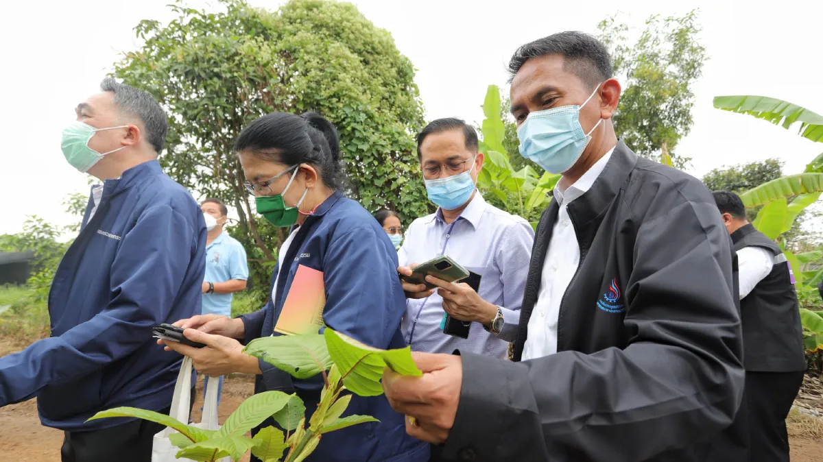 หนุนปลูกกระท่อมพันธุ์คุณภาพต่อยอดพืชเศรษฐกิจในอนาคต