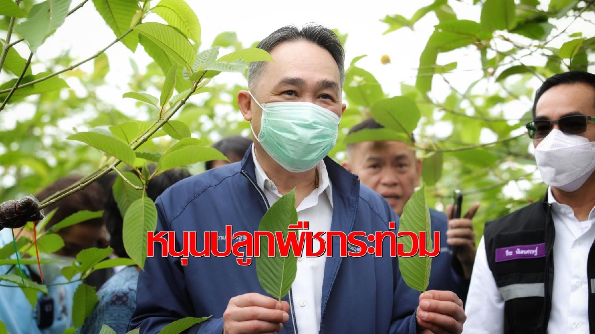 หนุนปลูกกระท่อมพันธุ์คุณภาพต่อยอดพืชเศรษฐกิจในอนาคต หนุนปลูกกระท่อมพันธุ์คุณภาพต่อยอดพืชเศรษฐกิจในอนาคต